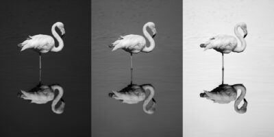 Germanys only flamingo population at the Zwillbrocker Venn 